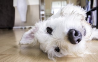 Jaki jest najlepszy rodzaj podłogi dla zwierząt domowych?